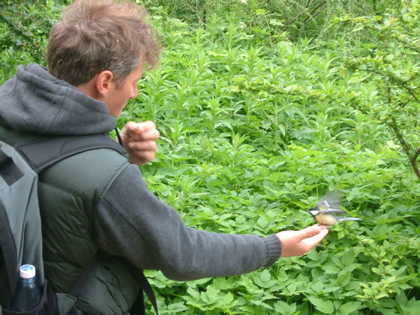 a tiny bird in a hand
